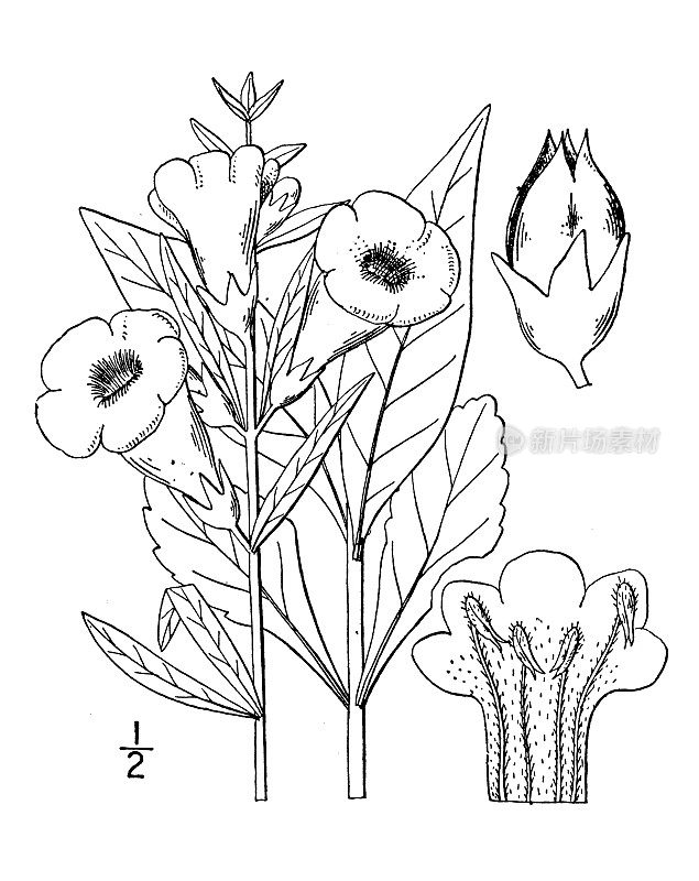 古董植物学植物插图:Dasystoma Laevigata，全叶假地黄